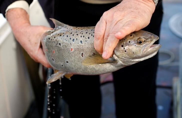 A hydrobiologist from the Hydrobiological Institute of Ohrid visually checks a trout during a method of artificial spawning, in Ohrid, Macedonia February 9, 2018. Picture taken February 9, 2018. REUTERS/Ognen Teofilovski