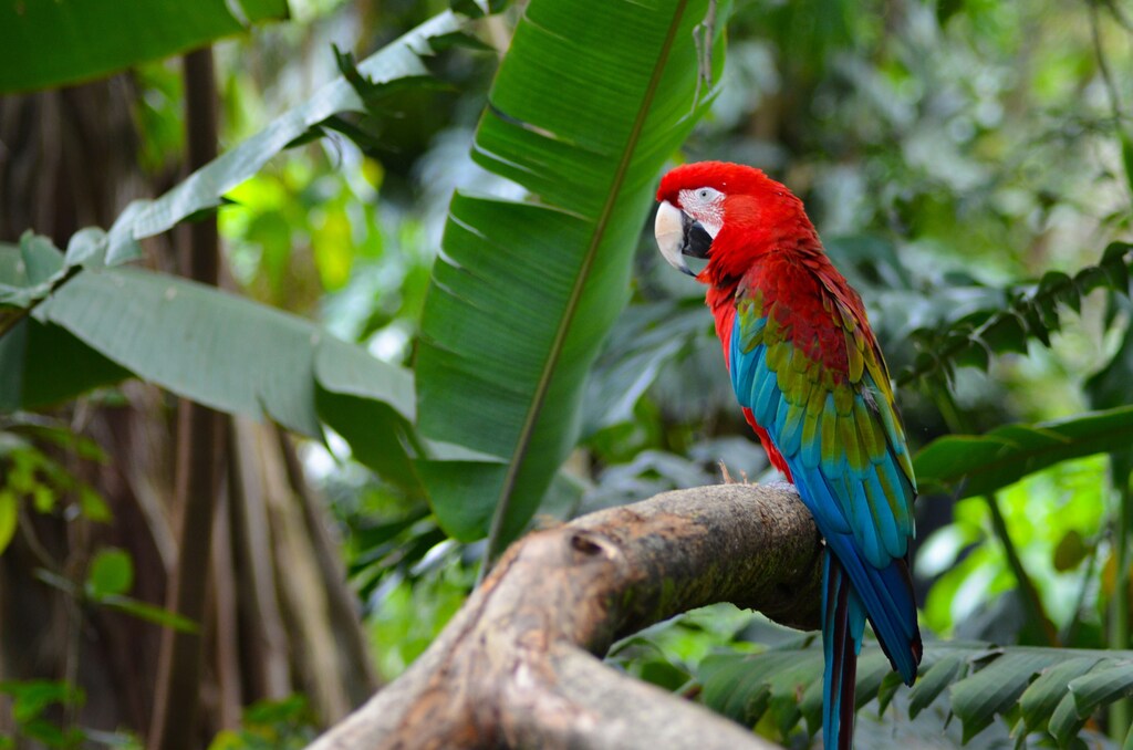 Loro rojo, verde y azul en la rama de un árbol durante el día en Cali, Colombia: La Conferencia de las Naciones Unidas sobre Biodiversidad (COP16) representa un momento crítico para escalar la acción sobre la naturaleza