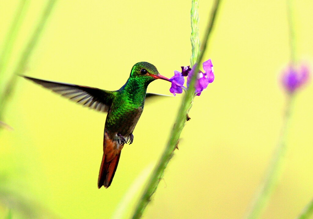 A Rufous-tailed Hummingbird (Amazilia rabirrufa) hovers while drinking from a flower at La Selva biological station in Sarapiqui, 80 miles (129 km) north of San Jose, Costa Rica in this picture taken January 12, 2006. The Selva is one of the world's most important sites for tropical ecosystem research. La Selva has about 73% of its area under primary tropical rain forest. Each year, more than 250 scientists from some 25 countries and international students come to La Selva to study tropical ecology. Species diversity include more than, 330 species of trees, and 43 species of birds. Picture taken January 12. REUTERS/Juan Carlos Ulate PP06010215 - RP3DSFCZTLAA