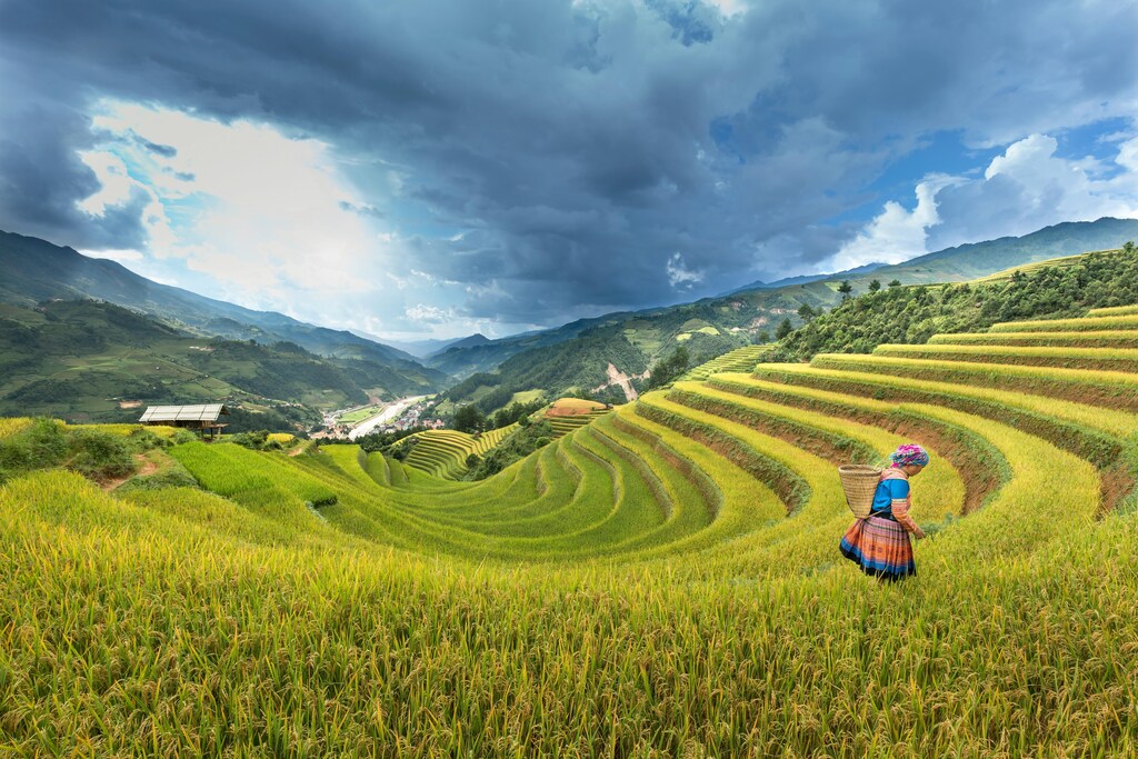 Una mujer en un arrozal de Vietnam, con nubes amenazadoras al fondo.