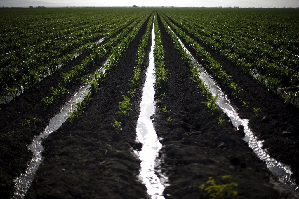 Irrigation channels run through a corn field in Los Banos, California, United States May 5, 2015. California water regulators on Tuesday adopted the state's first rules for mandatory cutbacks in urban water use as the region's catastrophic drought enters its fourth year. Urban users will be hardest hit, even though they account for only 20 percent of state water consumption, while the state's massive agricultural sector, which the Public Policy Institute of California says uses 80 percent of human-related consumption, has been exempted. REUTERS/Lucy Nicholson - RTX1BQY1