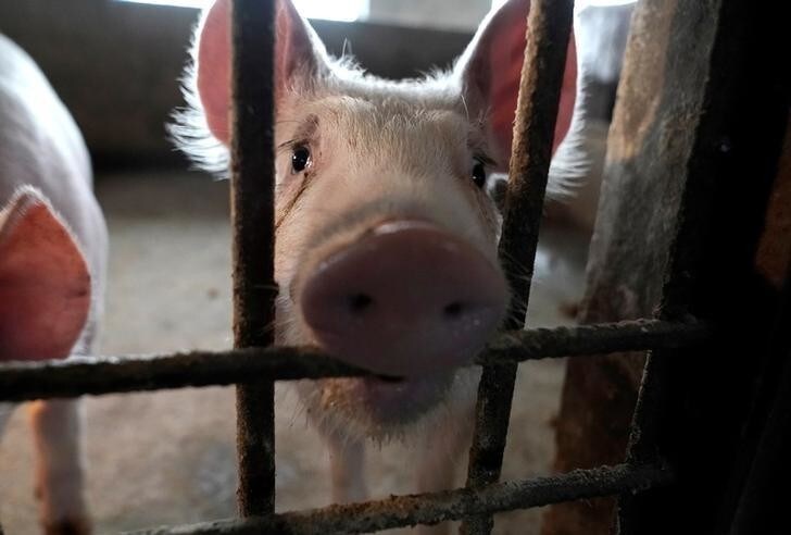 Two surviving pigs are pictured in a pigpen at a village in Henan province, China January 13, 2020. Picture taken January 13, 2020. To match Special Report SWINEFEVER-CHINA/EPIDEMIC REUTERS/Jason Lee