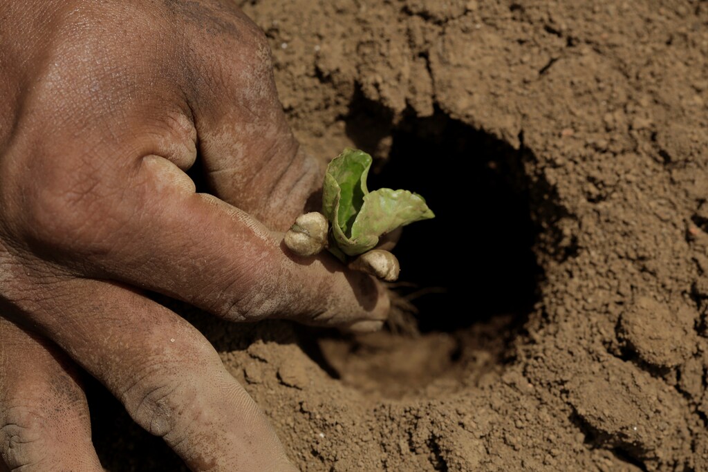 A worker replants a germinating coffee seed at a coffee plantation, in Grecia, Costa Rica May 13, 2019. Picture taken May 13, 2019