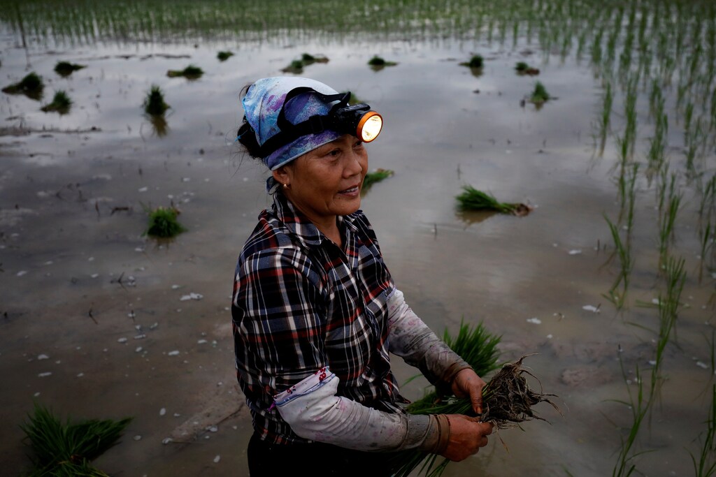 A farmer plants rice on a paddy field during early morning to avoid the heat in Hanoi, Vietnam June 25, 2020.