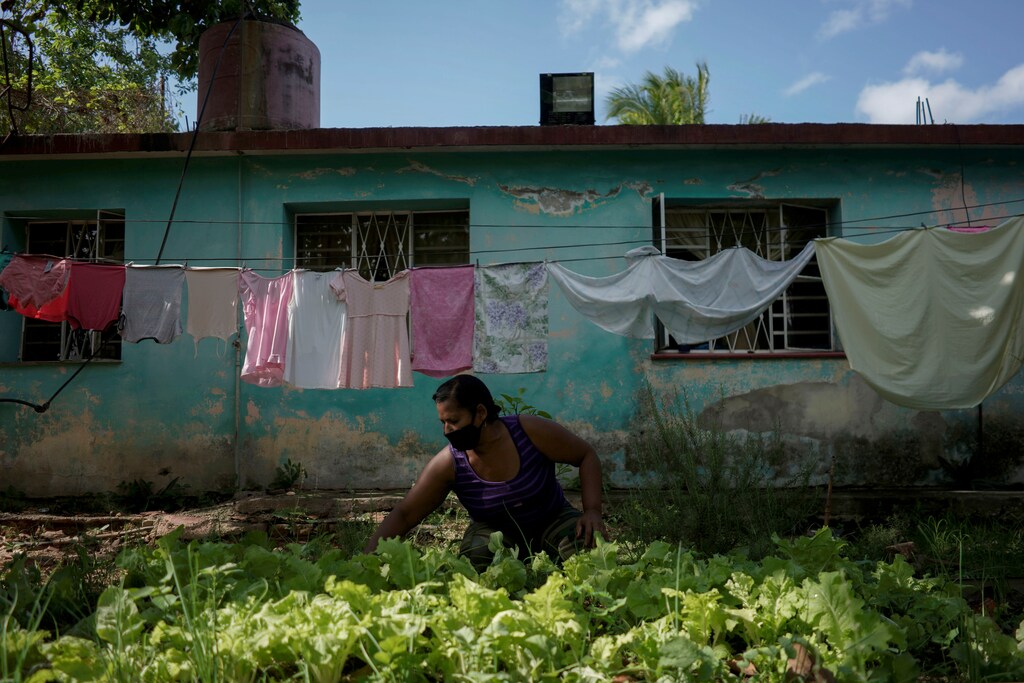 Virginia Galan works on her lettuce garden in the backyard of her home amid concerns about the spread of the coronavirus disease (COVID-19) in Havana, Cuba, June 26, 2020. Picture taken June 26, 2020. REUTERS/Alexandre Meneghini - RC27JH9350PV