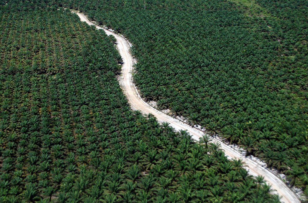 An aerial photo of a road running through an palm plantation in Dumai, Riau, Sumatra island, Indonesia, August 9, 2016 in this photo taken Antara Foto. Picture taken August 9, 2016. Antara Foto/Rony Muharrman/via REUTERS/File ATTENTION EDITORS - THIS IMAGE WAS PROVIDED BY A THIRD PARTY. FOR EDITORIAL USE ONLY. MANDATORY CREDIT. INDONESIA OUT. - RC11A44C47B0