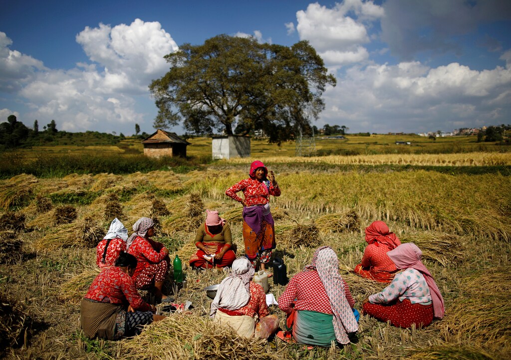 Farmers have lunch as they take a break from harvesting rice on a field in Lalitpur, Nepal October 26, 2016. REUTERS/Navesh Chitrakar - D1BEUJDVEPAB