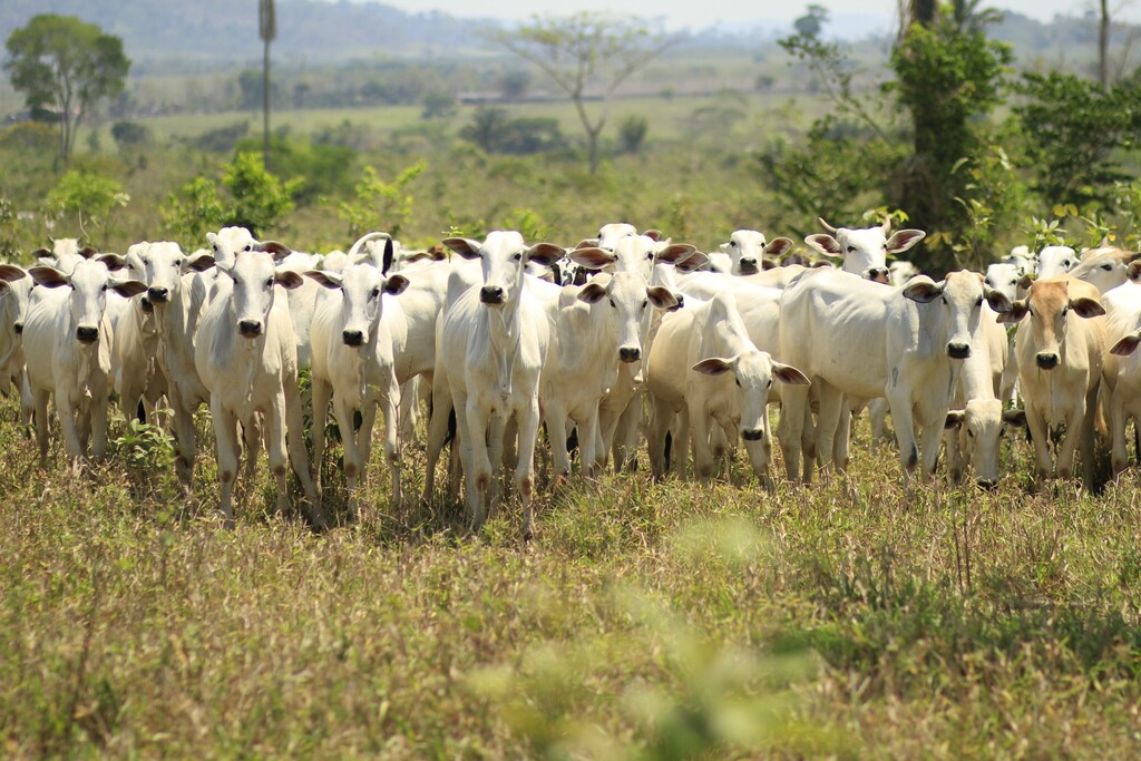 Brasil, el mayor exportador de carne vacuna del mundo, se encuentra en una posición única para abordar el alto costo ambiental del sector.