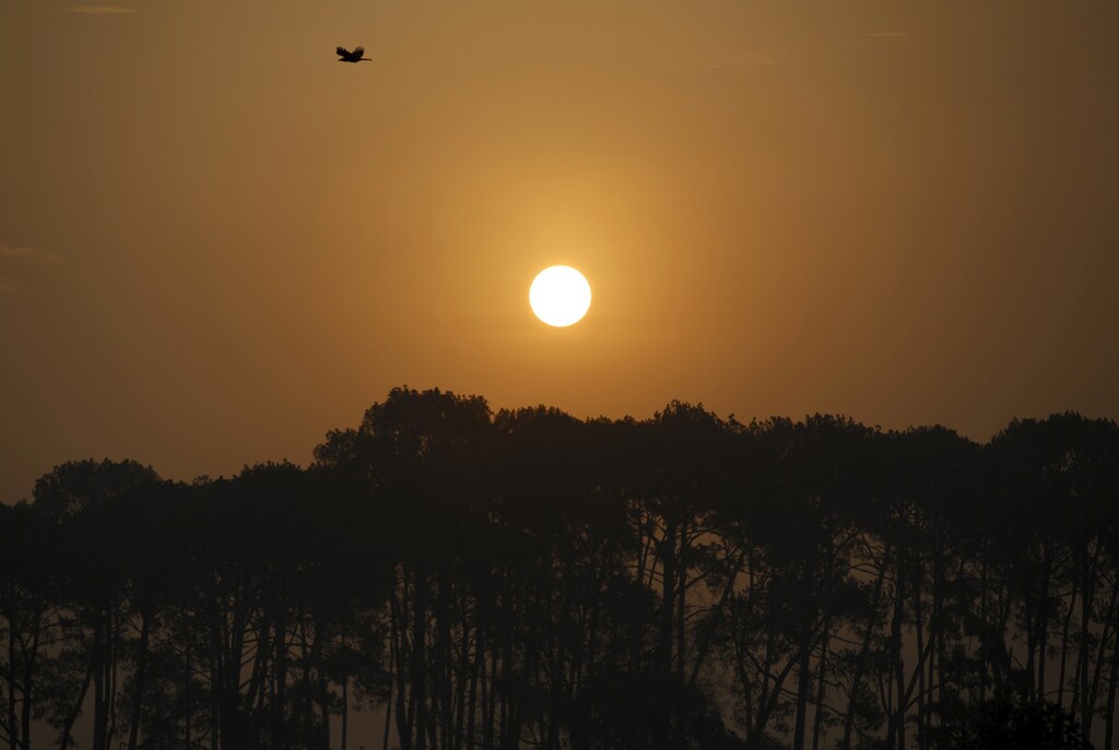 A bird flies as the sun rises in Bhaktapur, Nepal June 5, 2015. World Environment Day is celebrated every year on June 5 to raise global awareness to take positive environmental action to protect nature and planet Earth. REUTERS/Navesh Chitrakar - GF10000117756