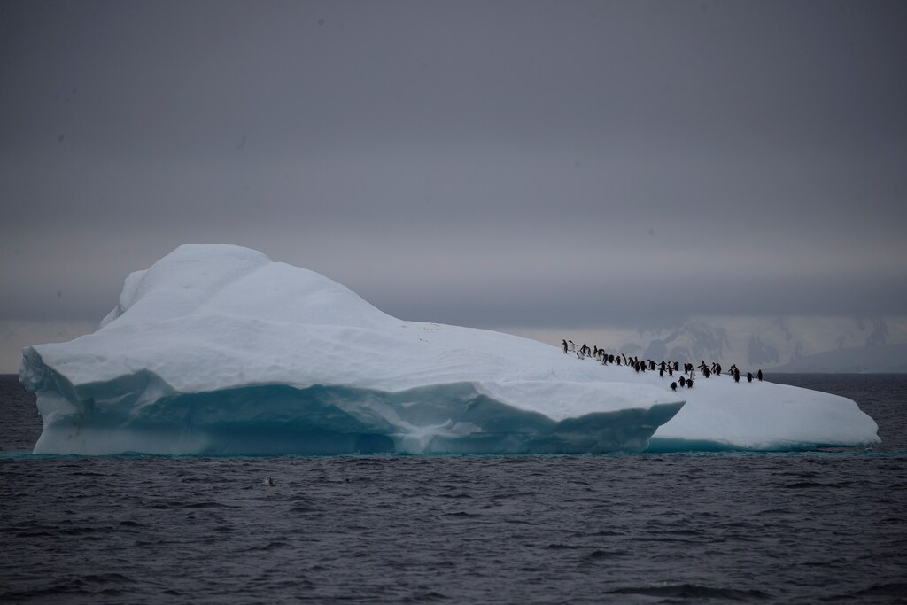 A group of chinstrap penguins walk on top of an iceberg.