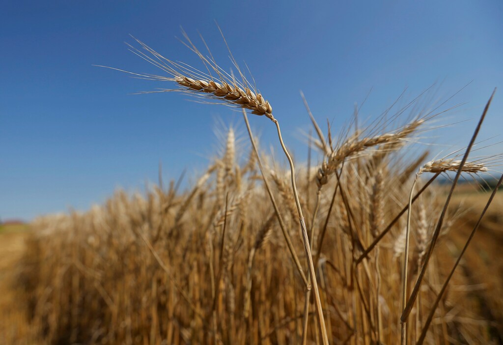Wheat is seen in a field during harvest in Maennolsheim, near Strasbourg, France.