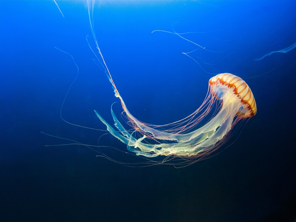 Jellyfish are among the few types of plankton visible to the human eye.