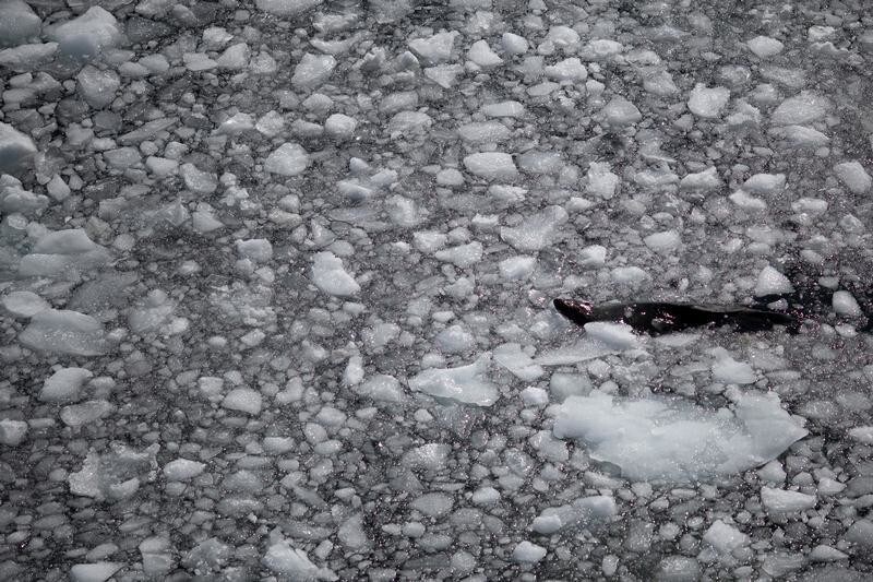 A seal swims amongst broken pieces of ice near Quentin Point, Anvers Island, Antarctica, February 4, 2020. REUTERS/Ueslei Marcelino SEARCH "ANTARCTICA PENGUINS" FOR THIS STORY. SEARCH "WIDER IMAGE" FOR ALL STORIES. - RC20YE9MGG2W