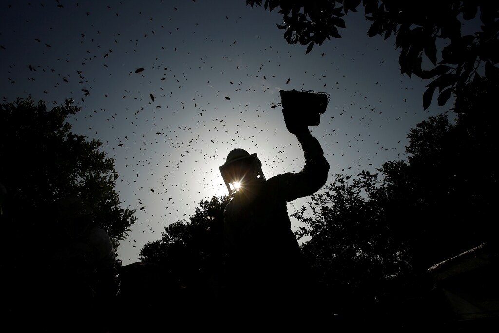 A Palestinian beekeeper uses smoke to calm bees in the process of collecting honey at a farm near the Israel-Gaza border in the northern Gaza Strip April 19, 2018