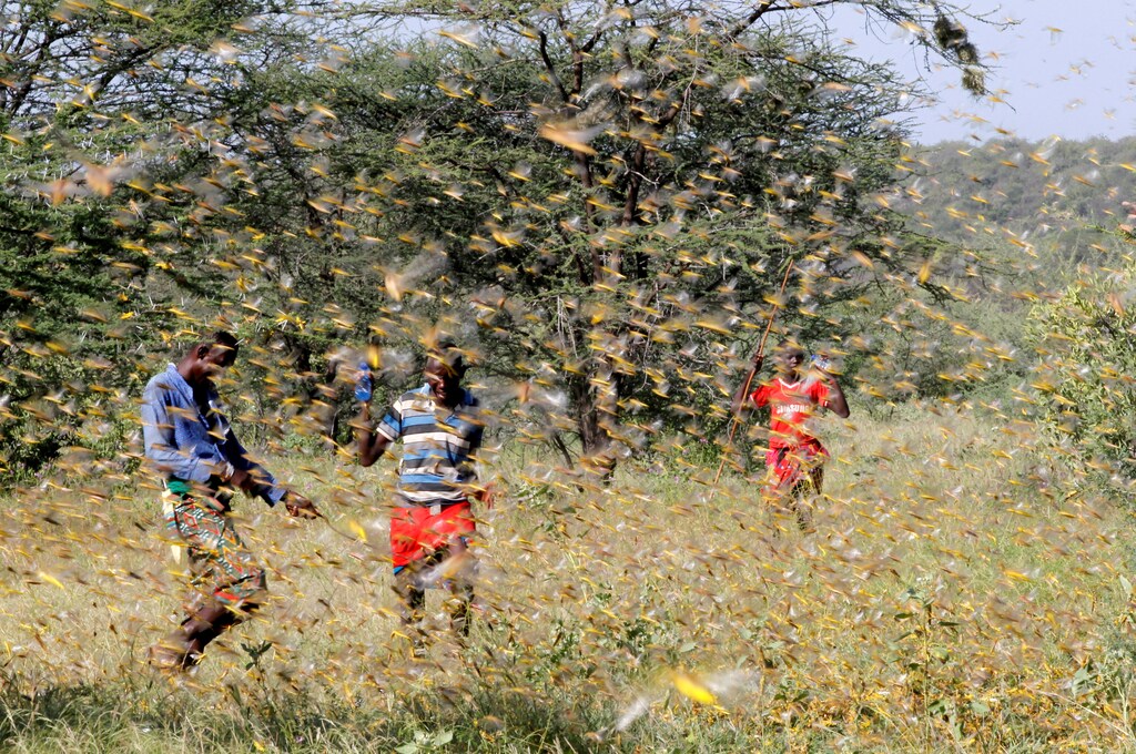 Samburu men attempt to fend-off a swarm of desert locusts flying over a grazing land in Lemasulani village, Samburu County, Kenya January 17, 2020. REUTERS/Njeri Mwangi TPX IMAGES OF THE DAY - RC2LHE9A64LU