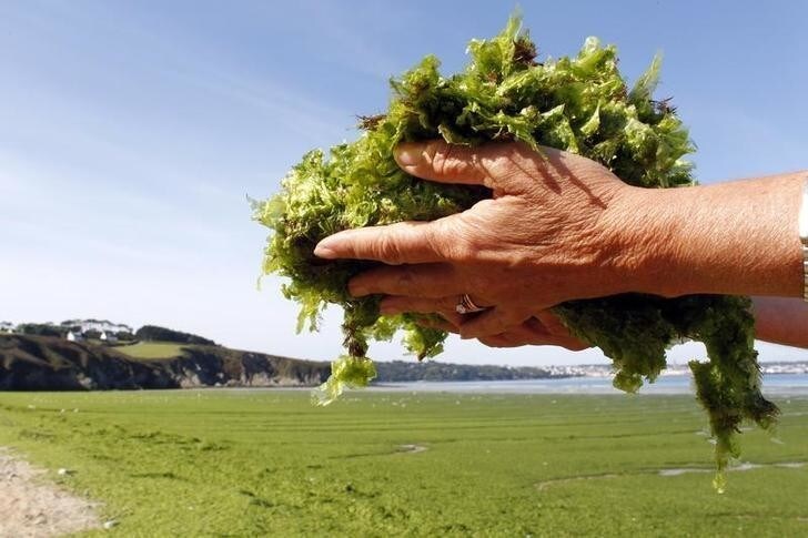 A handful of seaweed is displayed as masses of green seaweed, which at times emits noxious gasses, is seen on Kerlaz beach near Douarnenez in Brittany, western France, August 30, 2011. REUTERS/Mal Langsdon (FRANCE - Tags: ENVIRONMENT SOCIETY TRAVEL DISASTER)