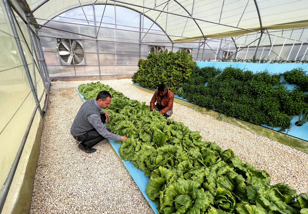 Less water waste and healthier plants ... an aeroponics farm in Jordan.