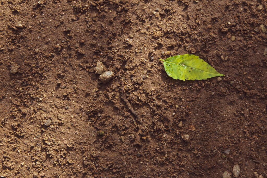an image of soil. Reebok's new shoes are currently being designed to be fully biodegradable