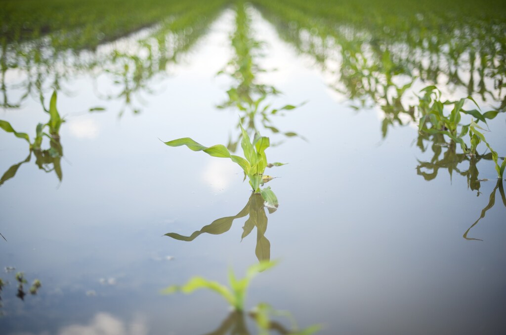 corn stalks in water, flooded corn stalks, corn in water; climate-driven health issues