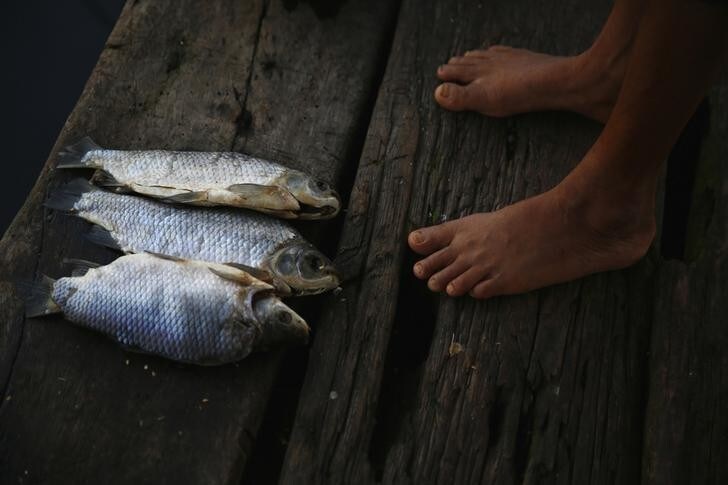 A woman stands next to fish which were left on the dock of her stilt house in the village of Ologa in the western state of Zulia October 23, 2014. This year the Catatumbo Lightning was approved for inclusion in the 2015 edition of Guinness World Records, dethroning the Congolese town of Kifuka as the place with the world's most lightning bolts per square kilometer each year at 250. Scientists think the Catatumbo, named for a river that runs into the lake, is normal lightning that just happens to occur far more than anywhere else, due to local topography and wind patterns. Picture taken October 23, 2014. REUTERS/Jorge Silva (VENEZUELA - Tags: SOCIETY ENVIRONMENT)ATTENTION EDITORS: PICTURE 14 OF 20 FOR WIDER IMAGE PACKAGE 'VENEZUELA'S ETERNAL STORM' TO FIND ALL IMAGES SEARCH 'CATATUMBO LIGHTNING'