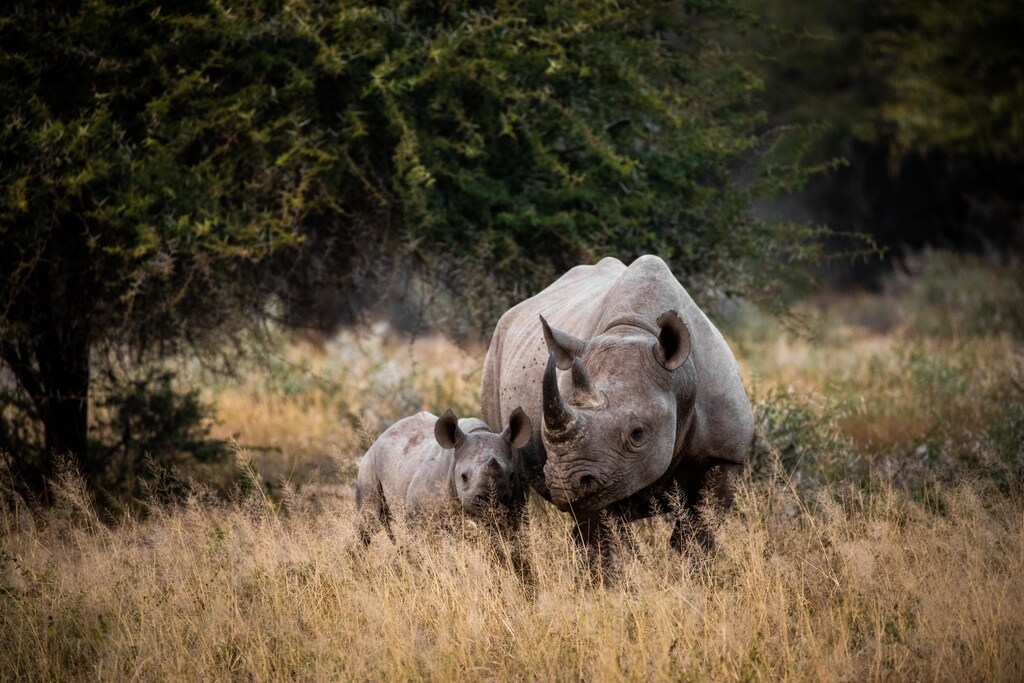 Mother and child rhino in straw in front of a tree.