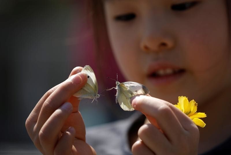 A girl holds butterflies as she releases them during an event to wish for a successful inter-Korean summit, near the demilitarized zone separating the two Koreas in Paju, South Korea, April 25, 2018.