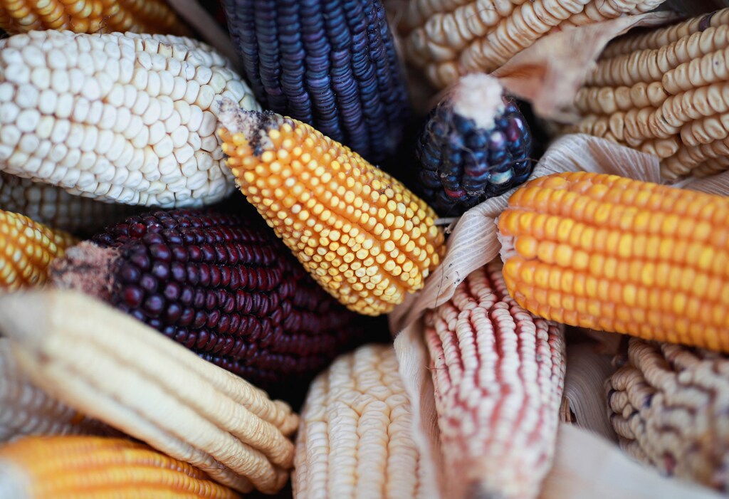Corn cobs are pictured during the Corn and Milpa Fair in the Zocalo square as Mexicans celebrate National Day of Maize, in Mexico City, Mexico September 29, 2022: The diversity of native crops is in decline
