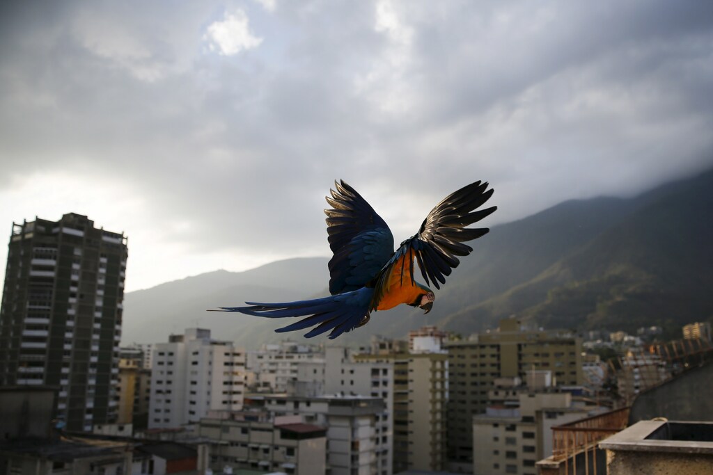 A macaw flies over buildings with the Avila mountain behind in Caracas March 31, 2015. Caracas, the world's second most violent city according to the United Nations, also suffers terrible traffic and residents spend hours in massive lines for scarce products. However, on antennae, rooves and windowsills, blue-and-yellow macaws (or Ara ararauna) break the harsh routine. Though originally native to rainforests from Panama to Paraguay, they have adapted well to Caracas thanks to the exuberant tropical vegetation surging between skyscrapers. Picture taken March 31, 2015. REUTERS/Jorge Silva - GF10000069920