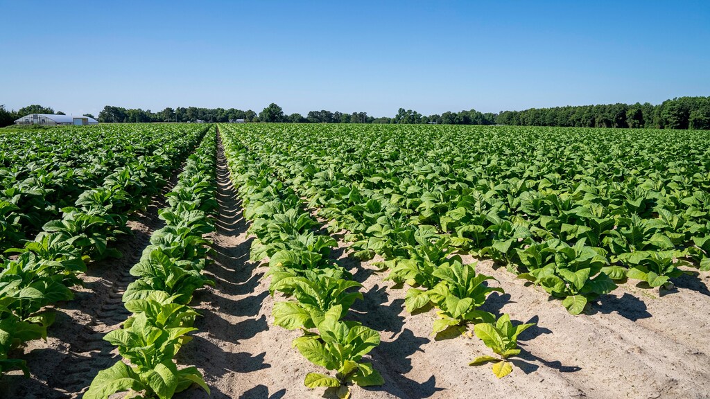 WHO, FAO, and WFP join forces around the Tobacco Free Farms initiative, to help farmers break free from tobacco farming.