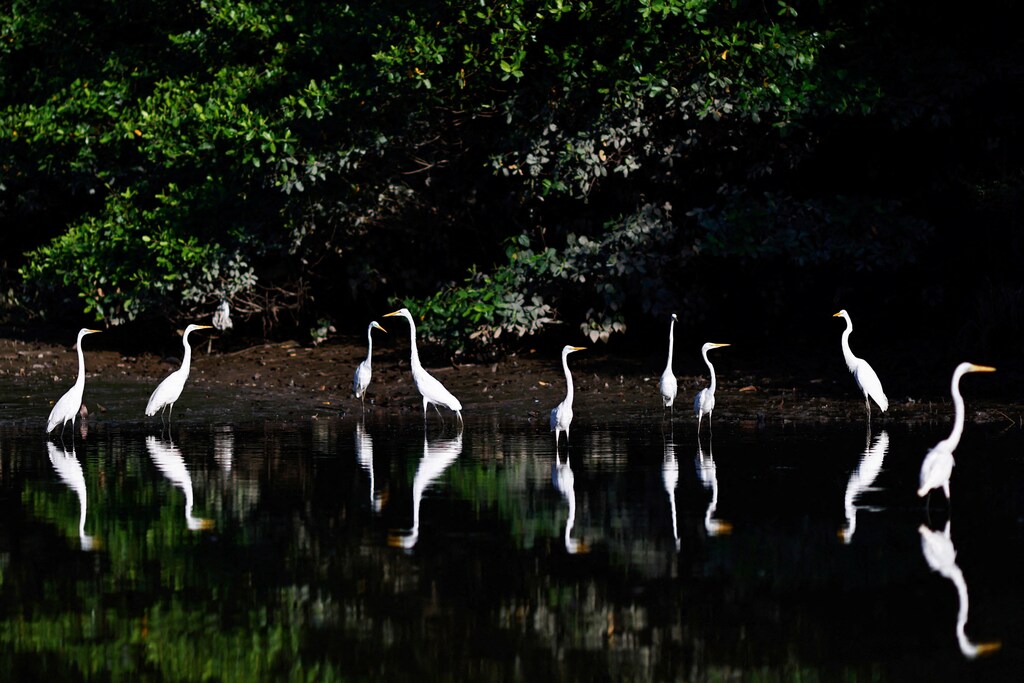 Herons are seen on the Piraiba river before a summit of Amazon rainforest nations, in Belem, Para state, Brazil. Young leaders in the Amazon have the passion and capacity to protect the forest. We just need to let them.