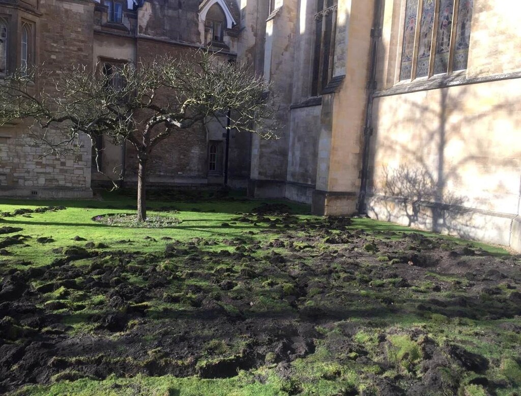 The lawn of Trinity College is seen after being dug up by Extinction Rebellion climate protesters, in Cambridge, Britain February 17, 2020 in this picture obtained from social media by REUTERS THIS IMAGE HAS BEEN SUPPLIED BY A THIRD PARTY. MANDATORY CREDIT - RC2F2F970DEA
