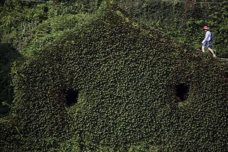 A tourist walks between building completely covered with plants in the abandoned fishing village of Houtouwan on the island of Shengshan July 26, 2015. Just a handful of people still live in a village on Shengshan Island east of Shanghai that was once home to more than 2,000 fishermen. Every day hundreds of tourists visit Houtouwan, making their way on narrow footpaths past tumbledown houses overtaken by vegetation. The remote village, on one of more than 400 islands in the Shengsi archipelago, was abandoned in the early 1990s as first wealthy residents then others moved away, aiming to leave problems with education and food delivery behind them. REUTERS/Damir SagoljPICTURE 19 OF 20 FOR WIDER IMAGE STORY "CREEPING VINES, ABANDONED VILLAGE"SEARCH "SAGOLJ ABANDONED" FOR ALL PICTURES - GF20000007521