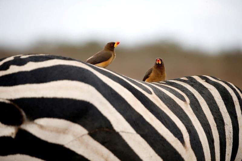Birds sit on the back of a zebra in the Nairobi National Park, near Nairobi, Kenya, November 21, 2018. REUTERS/Baz Ratner TPX IMAGES OF THE DAY - RC1F447016E0