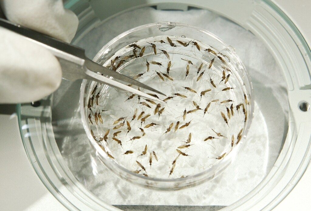 Mosquitoes in a petri dish, as the WHO approves a malaria vaccine