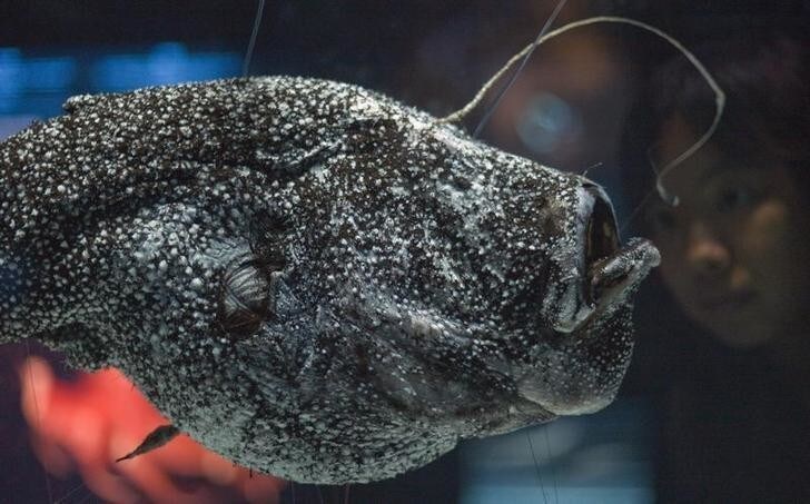 A visitor looks at a specimen of Kroyer's deep-sea anglerfish, also known as Ceratias holboelli, at "The Deep" exhibition in the Hong Kong Science museum July 18, 2008. The exhibition runs until November 12, 2008. REUTERS/Victor Fraile (CHINA)