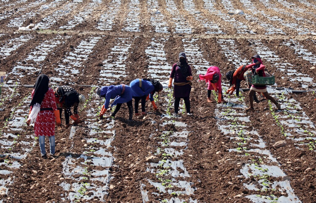 Syrian refugee women and children work in a field in Al-Khiam village, near the Israeli border in south Lebanon October 13, 2017. REUTERS/Russell Boyce - RC1DCDA1D830