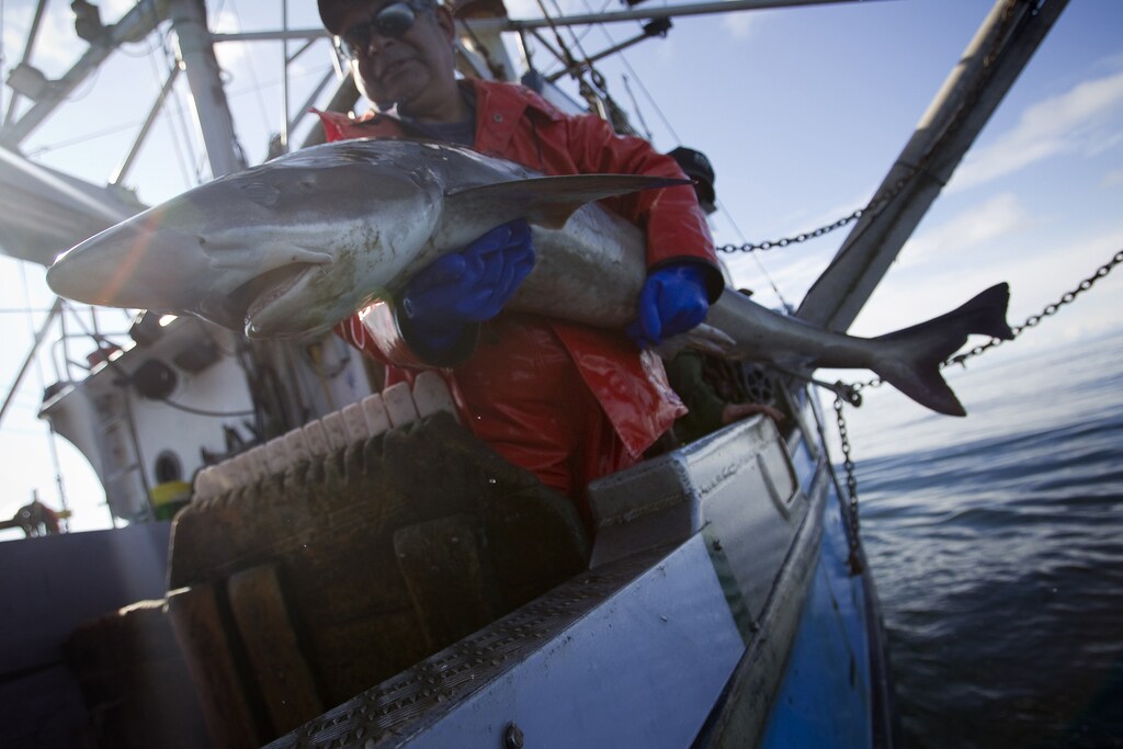 Jon Planes holds a large soupfin shark aboard the Ocean Sunset in the Pacific Ocean off of Ucluelet, British Columbia June 24, 2012. The Ocean Sunset is a commercial fishing boat that hunts sharks as well as other fish for their meat and fins. After the fishermen catch them, dogfish sharks are sent to a processing plant, the fins are removed and the body is skinned. The bellies are exported to Germany to be smoked for pub food, and the fins are sent to Asia, where they are used in shark fin soup - a delicacy in Chinese culture. Animal rights advocates criticise the shark fin harvest but others say that eating shark fins is an old cultural tradition. Picture taken June 24, 2012 REUTERS/Ben Nelms (CANADA - Tags: ENVIRONMENT ANIMALS FOOD SOCIETY TPX IMAGES OF THE DAY)ATTENTION EDITORS: PICTURE 8 OF 22 FOR PACKAGE 'CANADA'S SHARK FIN SOUP'Search 'shark fin' for all images - GM1E8C618KX01