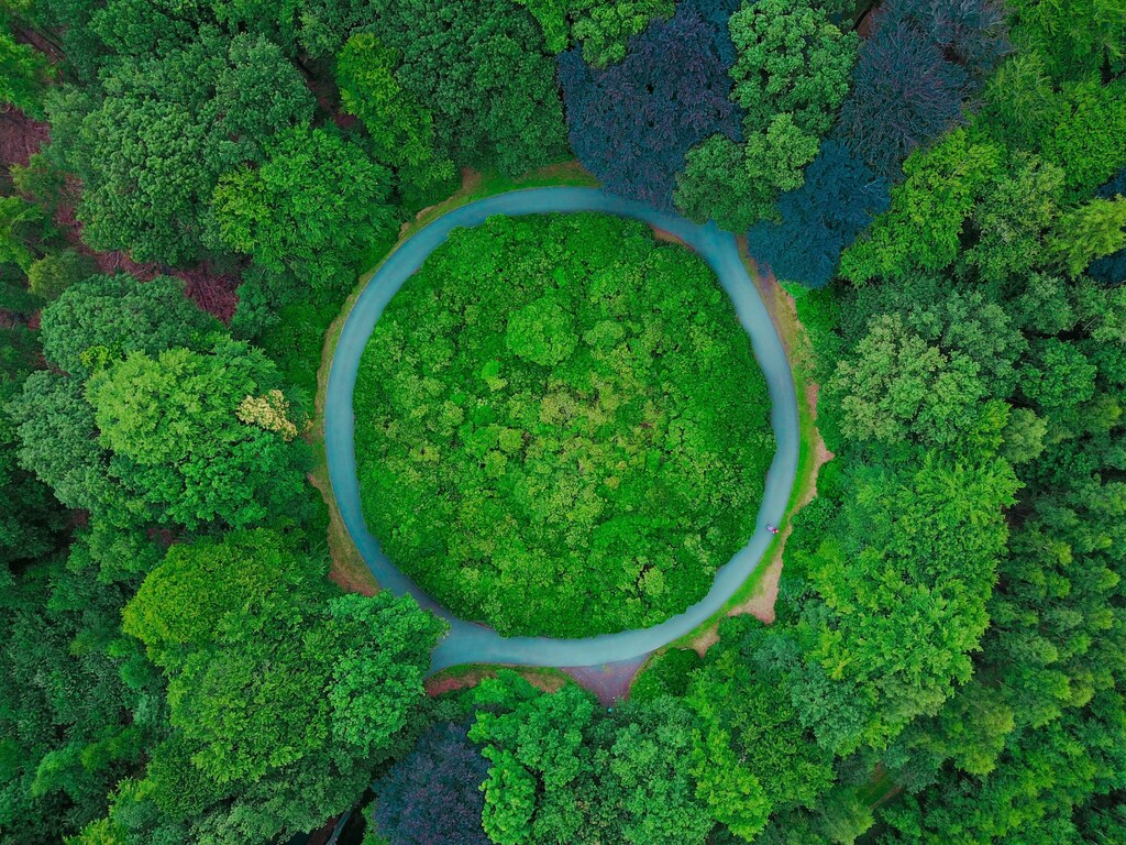 An aerial view of trees.