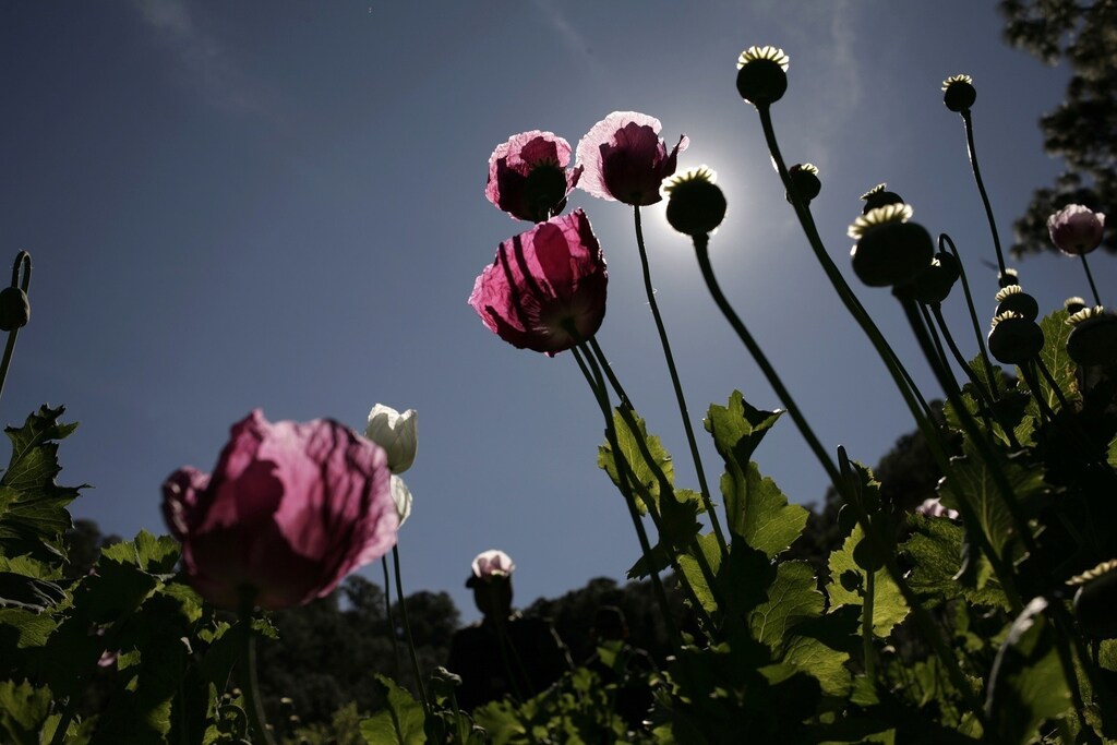Poppy plants used to make heroin are seen at a clandestine plantation during a military operation in Sierra de Culiacan in the state of Sinaloa December 8, 2011. High above Mexico's drug-producing heartland, Mexican soldiers are combing the fertile fields of the northwestern state of Sinaloa in search of the billion-dollar poppy and marijuana farms that litter the region. Due to its close proximity to the United States and the cheap availability of the plants, Mexico is rivaling Afghanistan as the world leader in heroin production and is already the main supplier of marijuana to its northern neighbour. Picture taken December 8, 2011.