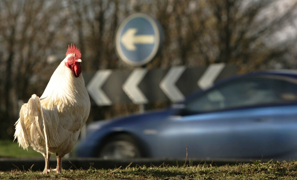 A feral chicken is seen at what is known locally as "Chicken Roundabout" in Ditchingham, approximately 10 miles (16 km) from the Suffolk farm where the deadly H5N1 strain of bird flu broke out in Holton, eastern England February 6, 2007. The cull of almost 160,000 turkeys on the farm has been completed, the government said. REUTERS/Luke MacGregor (BRITAIN) - GM1DUOANVFAA
