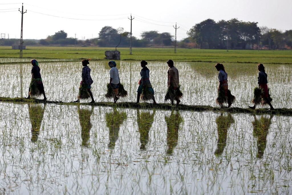 Farmers carry saplings in a paddy field on the outskirts of Ahmedabad, India, February 1, 2017.