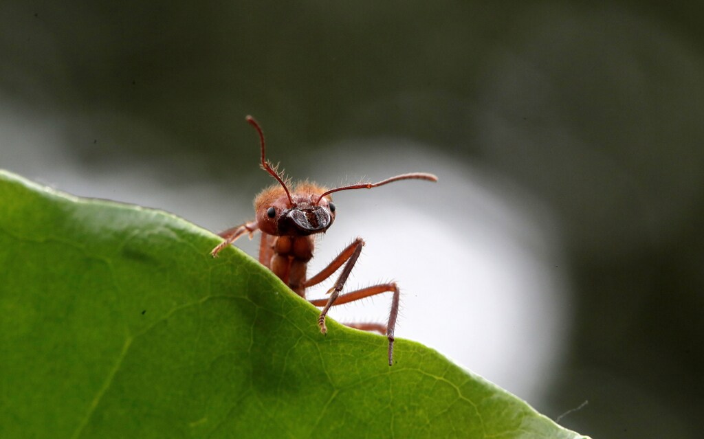 A zompopa ant reared for human consumption is pictured in the insect farm of biologist Federico Paniagua, as he promotes the ingestion of a wide variety of insects as a low-cost and nutrient-rich food, in Grecia, Costa Rica July 13, 2019. Picture taken July 13, 2019. REUTERS/Juan Carlos Ulate - RC1E4F21DE10