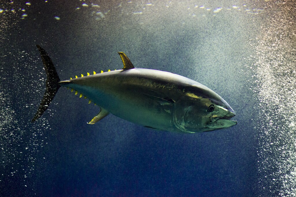 A Pacific bluefin tuna swims in a tank in the Tokyo Sea Life Park in Tokyo, April 2, 2015. All but one of the nearly 160 tuna and bonito fish have died for unknown reasons over recent months, leaving this one tuna the last remaining fish of the vast tank's original population, local media reported. REUTERS/Thomas Peter