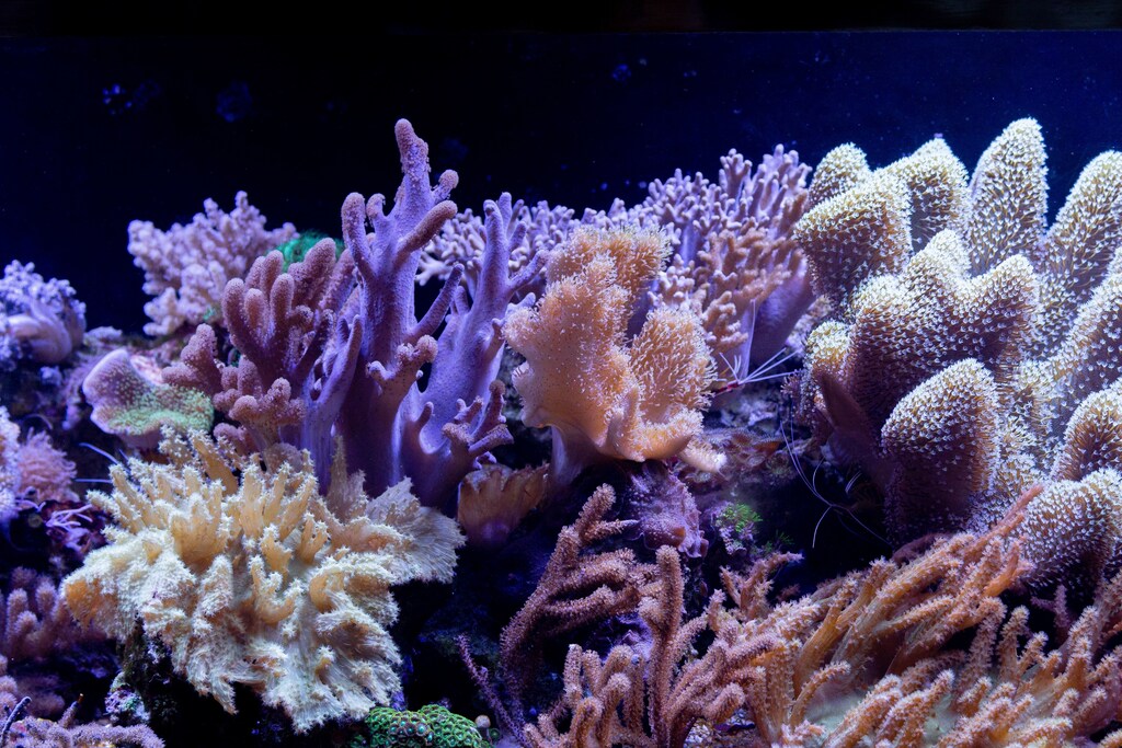 Florida's coral reef is experiencing widespread coral bleaching due to record-hot ocean temperatures.
