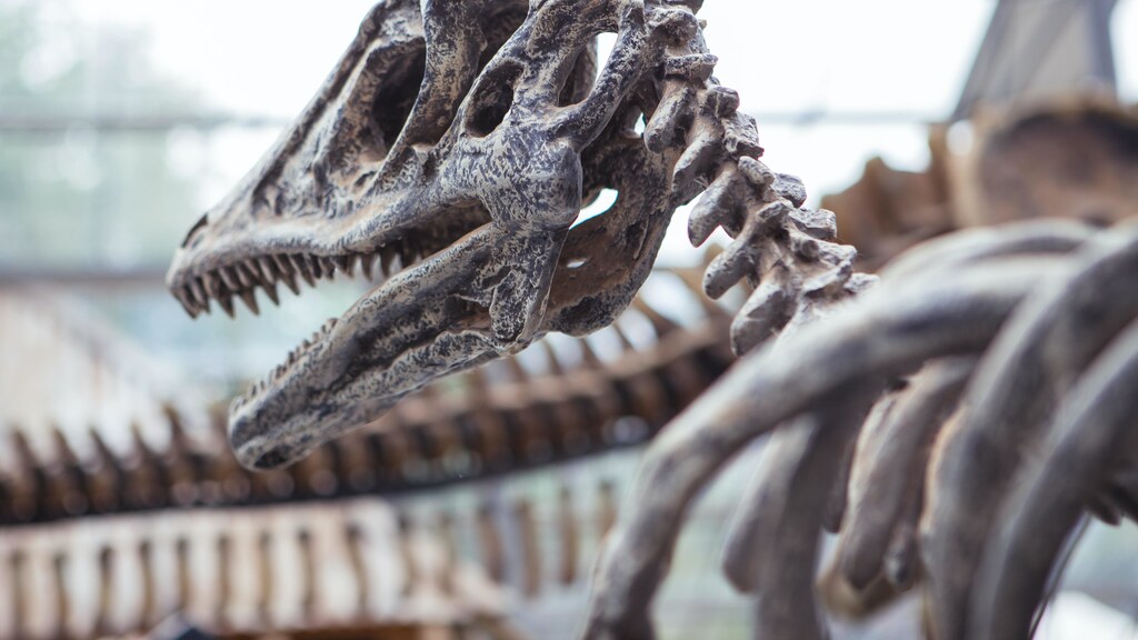 Dinosaur fossils.
