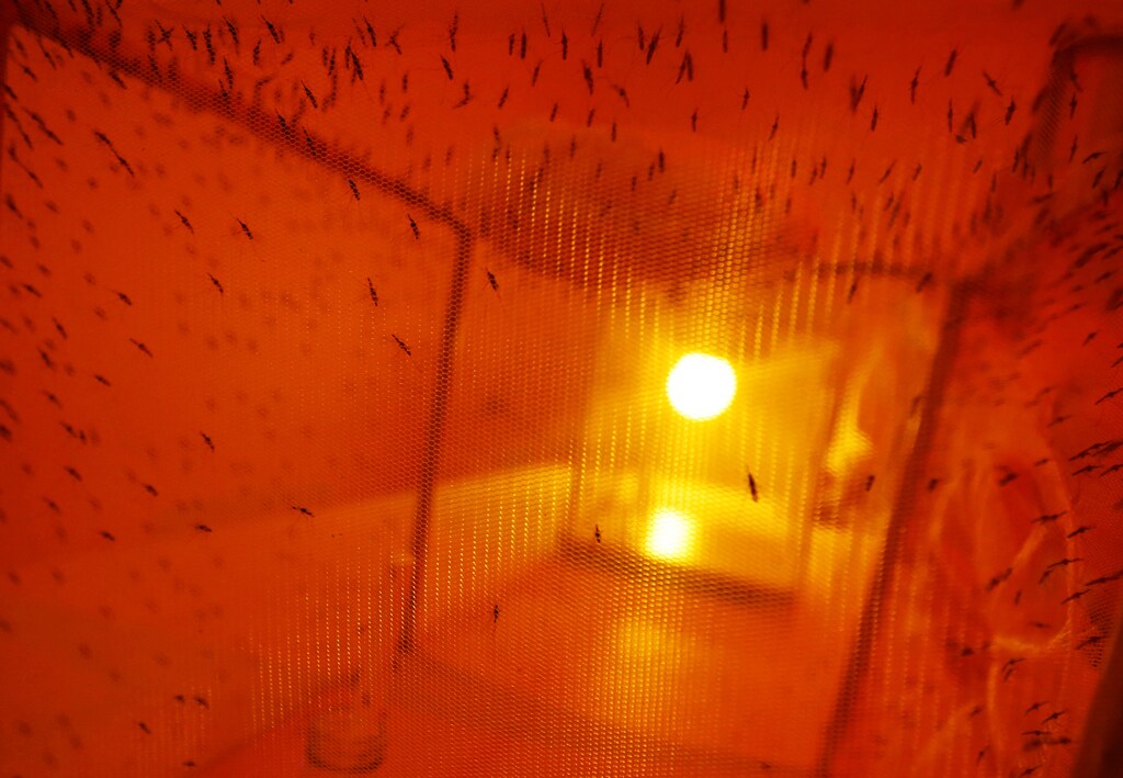 Mosquitoes used for research are seen inside a laboratory at the International Centre of Insect Physiology and Ecology (ICIPE) headquarters in Nairobi, Kenya May 11, 2020. Picture taken May 11, 2020. REUTERS/Jackson Njehia - RC22RG948W07