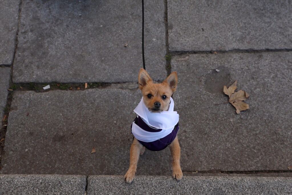 A dog waits to take part in the "Sanperrestre" walk to raise awareness about the need to adopt dogs and cats instead of purchasing them, in central Madrid, Spain, December 30, 2018. REUTERS/Susana Vera - RC148D3C0340