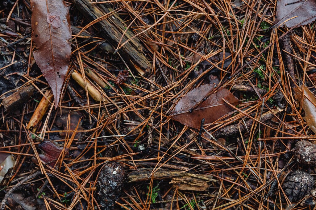 Fallen pine needles are a major fire hazard in India's sub-Himalayan belt, but they could also be a source of renewable energy.