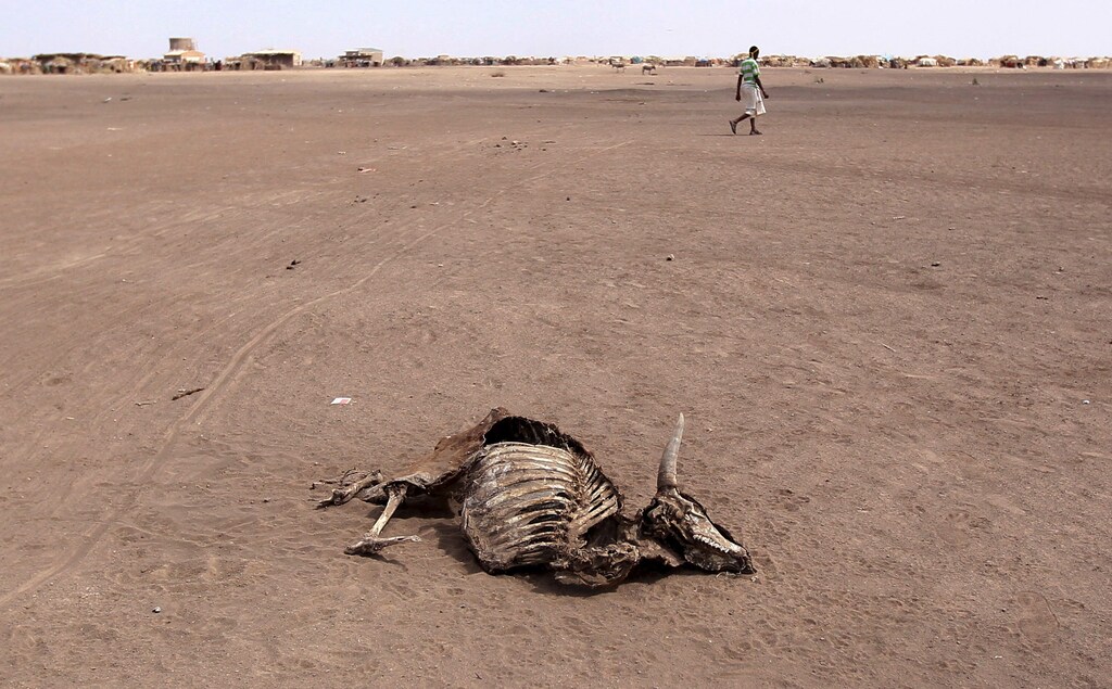 A man walks near a carcass of a dead cow in Farado Kebele, one of drought stricken Somali region in Ethiopia, January 26, 2016. The drought relief effort in Ethiopia needs about $500 million to fund programmes beyond the end of April to support 10.2 million people facing critical food shortages this year, the U.N. World Food Programme said on Thursday. Picture taken January 26, 2016.