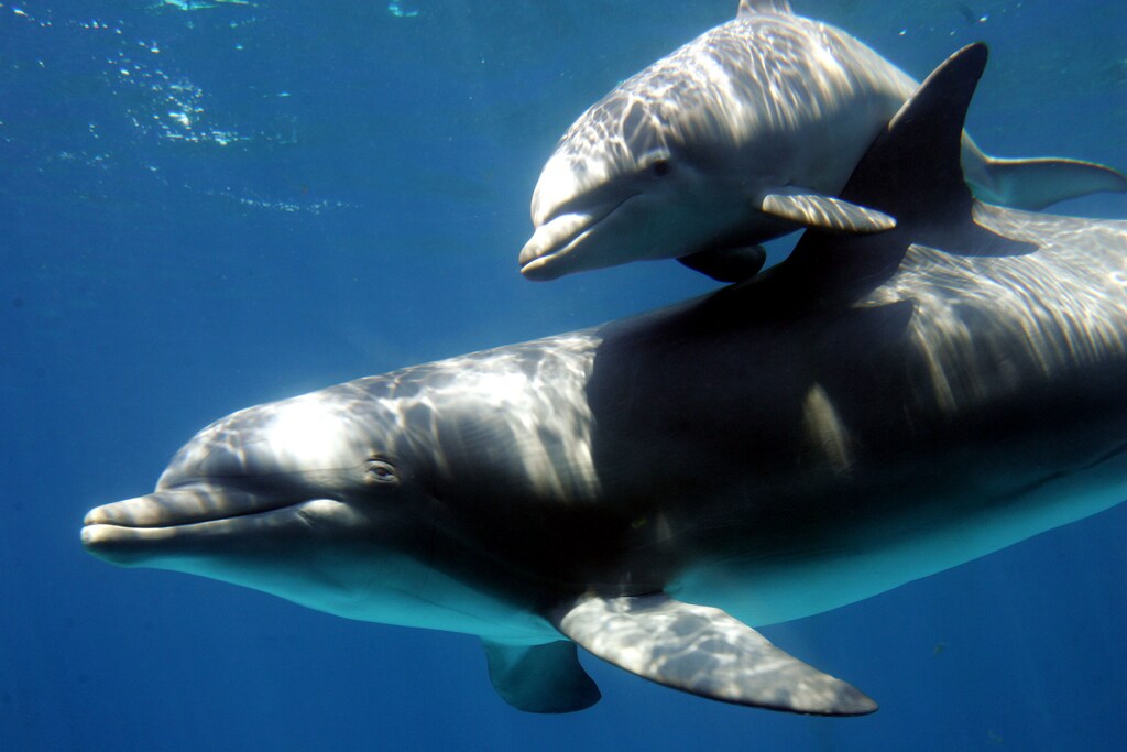 A bottlenose dolphin baby swims with its mother the day after their public presentation at Barcelona's Zoo May 26, 2006. Two female bottlenose dolphins had babies this spring. - PBEAHUNNGCF